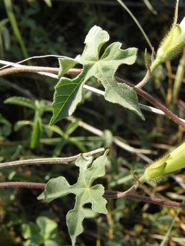 Image of Lindheimer's Morning-Glory