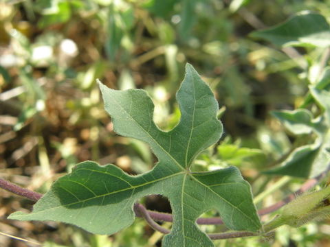 Image of Lindheimer's Morning-Glory