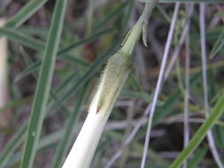 Image of Lindheimer's Morning-Glory