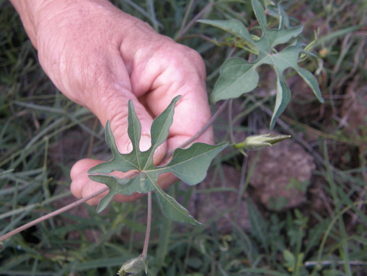 Слика од Ipomoea lindheimeri A. Gray