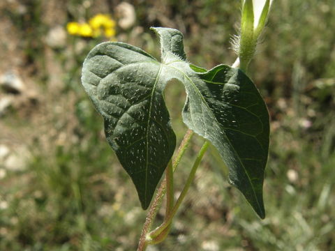 Слика од Ipomoea lindheimeri A. Gray