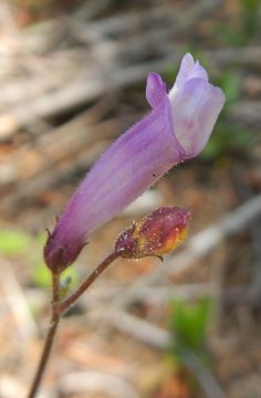 Image de Penstemon personatus D. D. Keck