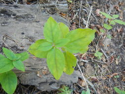 Image de Penstemon personatus D. D. Keck