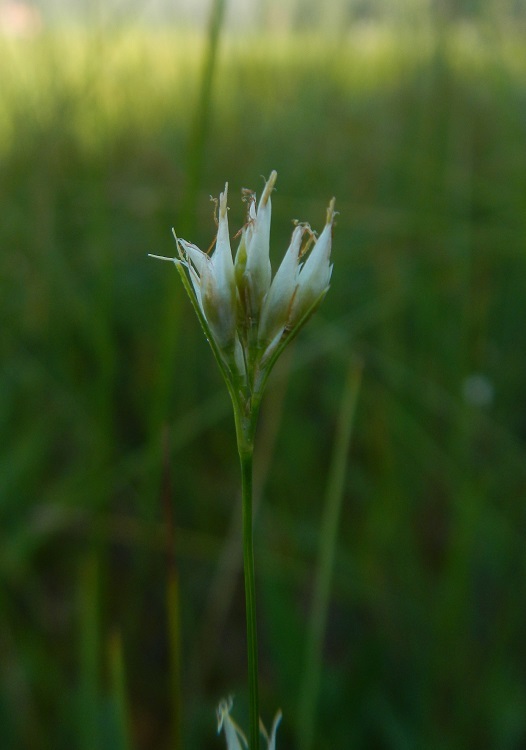 Plancia ëd Rhynchospora alba (L.) Vahl