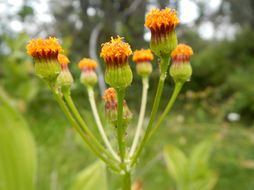 Image of Rayless Alpine Groundsel