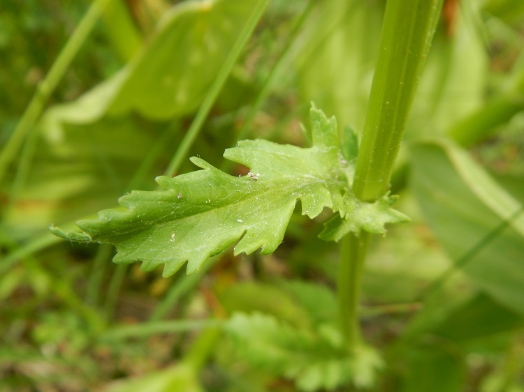 Image of Rayless Alpine Groundsel