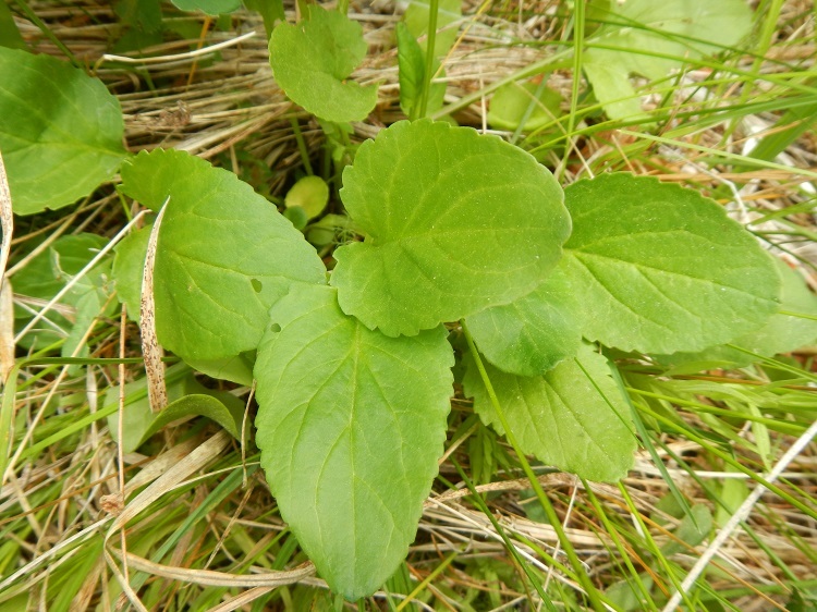 Image of Rayless Alpine Groundsel