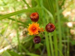 Image of Rayless Alpine Groundsel