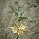 Imagem de Hibiscus denudatus Benth.