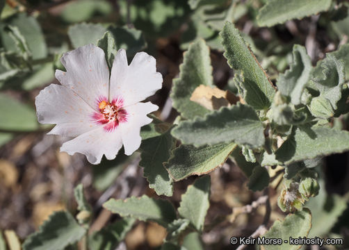 Imagem de Hibiscus denudatus Benth.