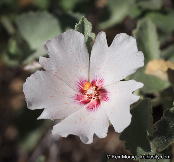 Imagem de Hibiscus denudatus Benth.