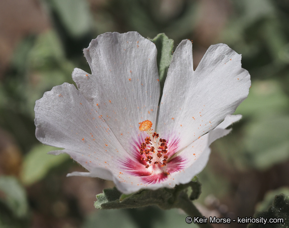 Imagem de Hibiscus denudatus Benth.