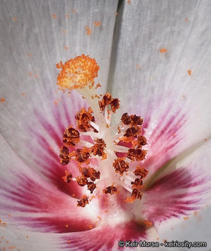 Imagem de Hibiscus denudatus Benth.