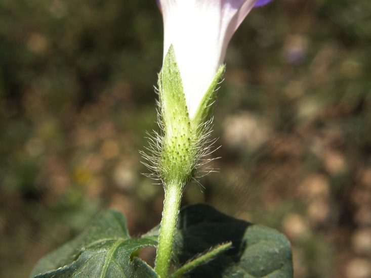 Слика од Ipomoea lindheimeri A. Gray