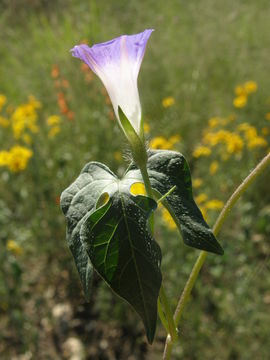 Слика од Ipomoea lindheimeri A. Gray