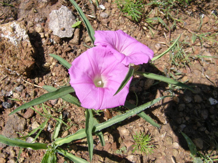 Image of Ipomoea madrensis S. Wats