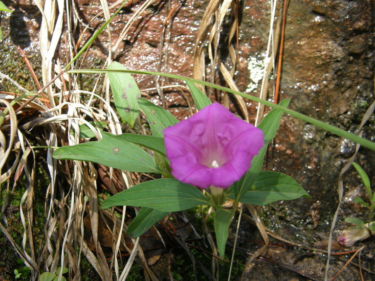 Image of Ipomoea madrensis S. Wats