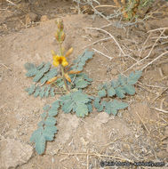 Image de Hoffmannseggia glauca (Ortega) Eifert