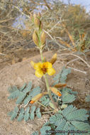 Image de Hoffmannseggia glauca (Ortega) Eifert