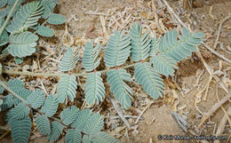 Image de Hoffmannseggia glauca (Ortega) Eifert