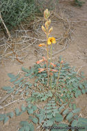 Image de Hoffmannseggia glauca (Ortega) Eifert