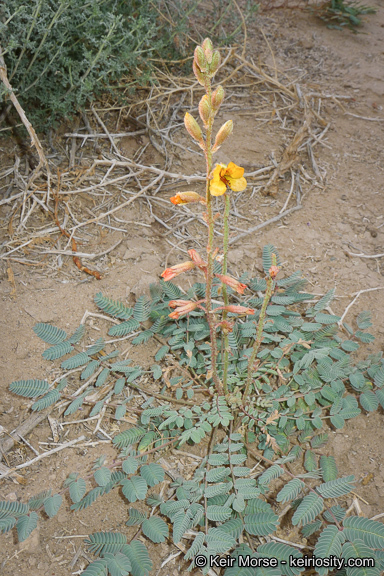 Image de Hoffmannseggia glauca (Ortega) Eifert