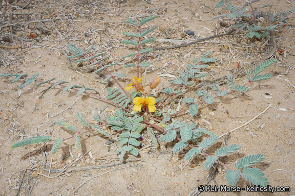 Image de Hoffmannseggia glauca (Ortega) Eifert