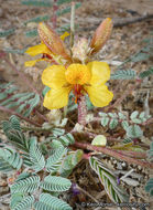 Image de Hoffmannseggia glauca (Ortega) Eifert