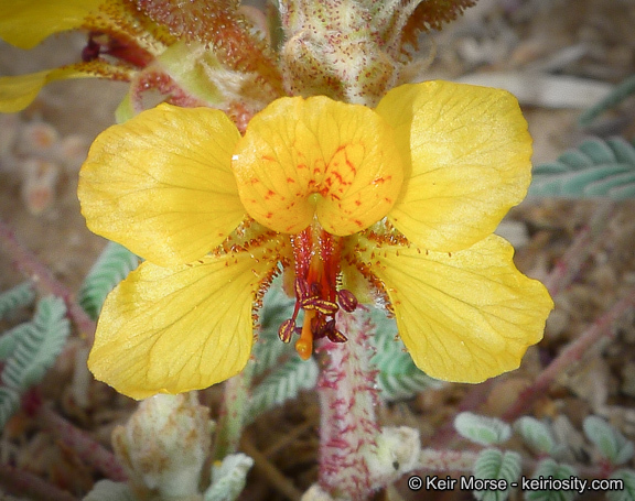 Image de Hoffmannseggia glauca (Ortega) Eifert