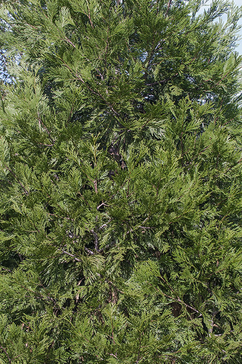 Image of Bastard Cedar