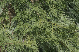 Image of Bastard Cedar