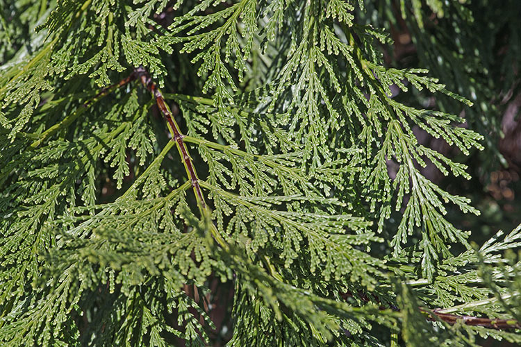 Image of Bastard Cedar