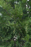 Image of Bastard Cedar