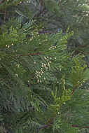 Image of Bastard Cedar