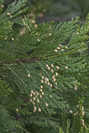 Image of Bastard Cedar