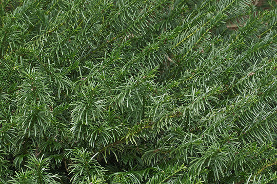 Plancia ëd Cephalotaxus harringtonii (Knight ex J. Forbes) K. Koch