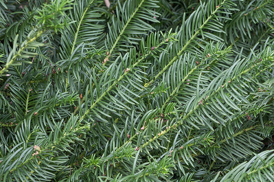 Plancia ëd Cephalotaxus harringtonii (Knight ex J. Forbes) K. Koch