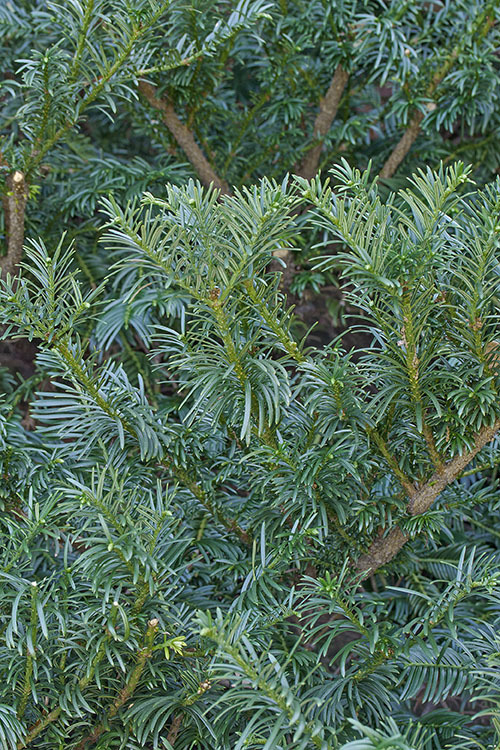 Image of Harrington's Plum Yew