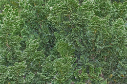 Image of Hinoki Cypress