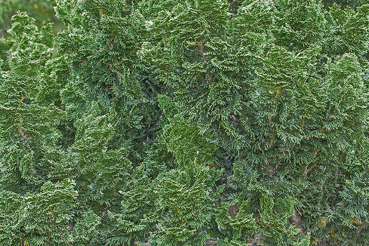 Image of Hinoki Cypress