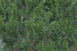 Image of Hinoki Cypress