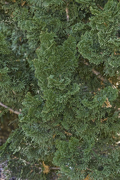 Image of Hinoki Cypress