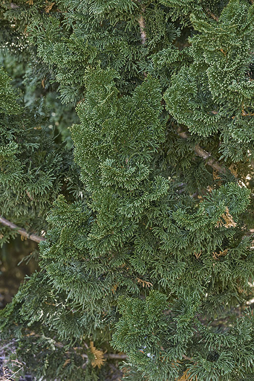 Image of Hinoki Cypress