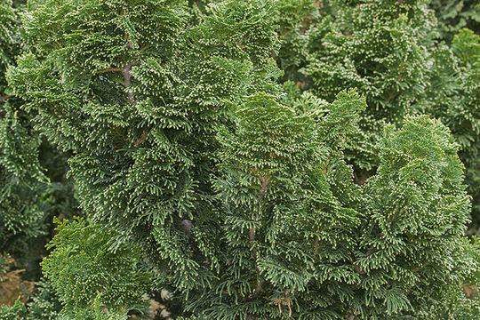 Image of Hinoki Cypress