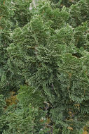 Image of Hinoki Cypress