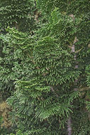 Image of Hinoki Cypress