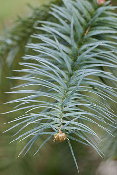 Imagem de Cunninghamia lanceolata (Lamb.) Hook.