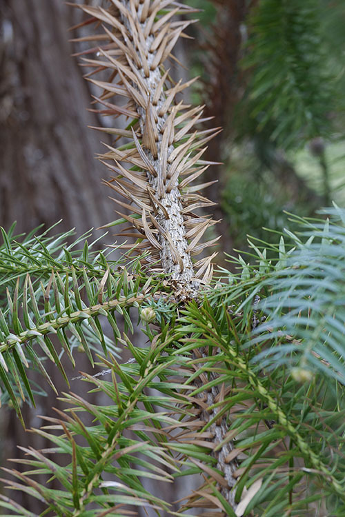 Image of Chinese fir