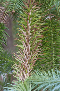 Image of Chinese Fir