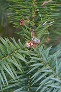 Image of Chinese Fir